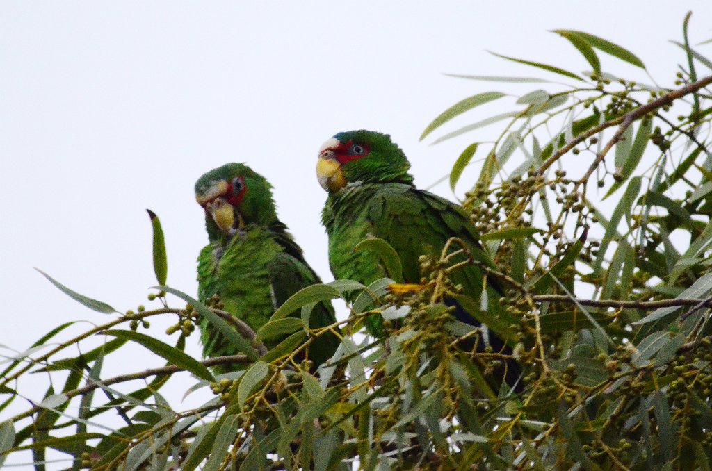 Parrot, White-fronted, 2013-01054536 Olivera Park, Brownsville, TX.JPG - White-fronted Parrot. Oliveira Park, Brownsville, TX, 1-5-2013